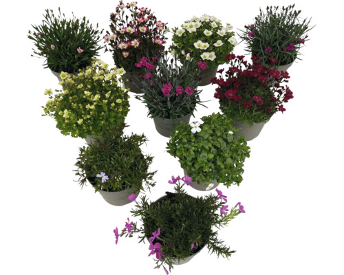 Flori în ghivece, diferite soiuri