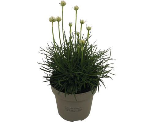 Garofiță de mare în ghiveci