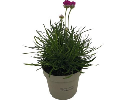 Garofiță de mare în ghiveci