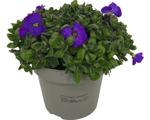 Aubrieta în ghiveci