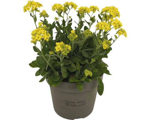 Floare de piatră în ghiveci cu flori galbene