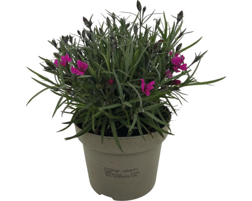 Garofiță la ghiveci cu frunze verzi și flori violete în ghiveci