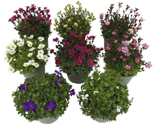 Diverse plante de stâncă înflorite în ghiveci