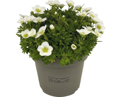 Perină de flori Saxifraga în ghiveci