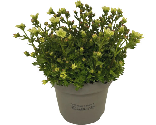 Saxifraga într-un ghiveci