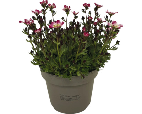 Saxifraga în ghiveci