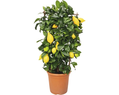 Lămâi FloraSelf Citrus-Cultivars 'Limon' H 70-75 cm ghiveci Ø 21 cm