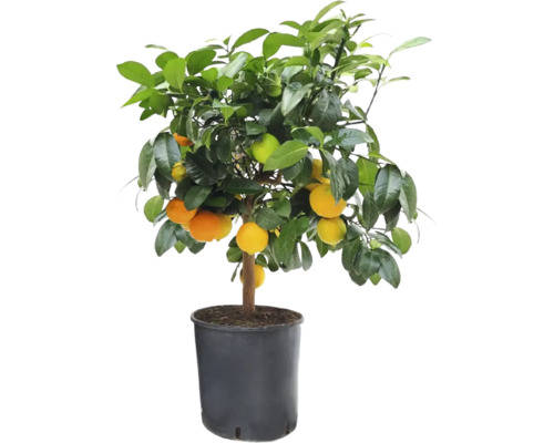 Lime roșu FloraSelf Citrus Lima rossa H 65-75 cm ghiveci Ø 21 cm