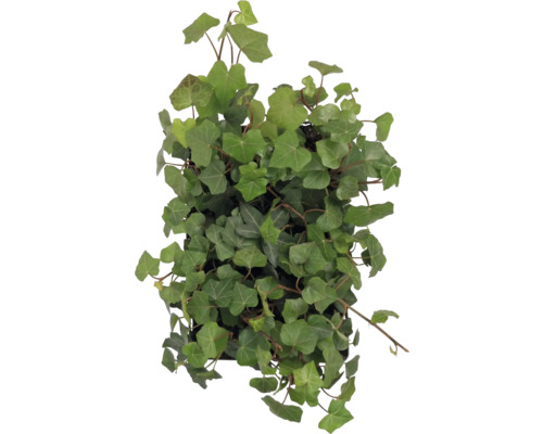 Planta de interior iederă cu frunze verzi