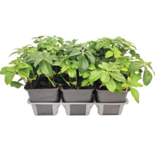 Trei plante Pieris japonica în ghivece