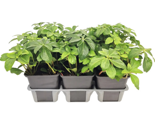Trei plante Pieris japonica în ghivece