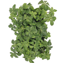 Pachysandra terminalis plantă acoperitoare de sol cu frunze verzi