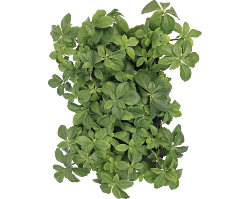 Pachysandra terminalis plantă acoperitoare de sol cu frunze verzi