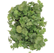 Prim-plan cu o plantă de pătrunjel japonez cu frunze verzi.
