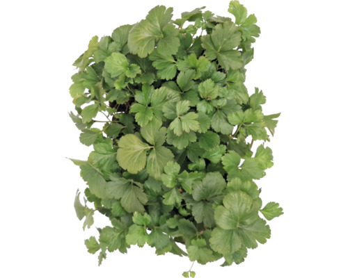 Prim-plan cu o plantă de pătrunjel japonez cu frunze verzi.