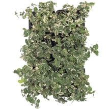 În imagine este o plantă de Euonymus europaeus în ghiveci.