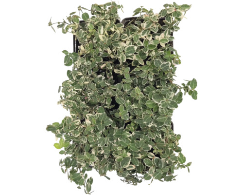 În imagine este o plantă de Euonymus europaeus în ghiveci.