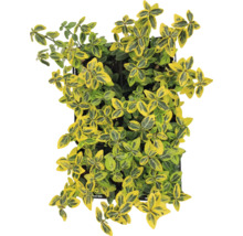 Euonymus fortunei într-un ghiveci