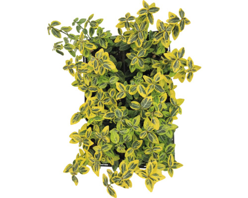 Euonymus fortunei într-un ghiveci