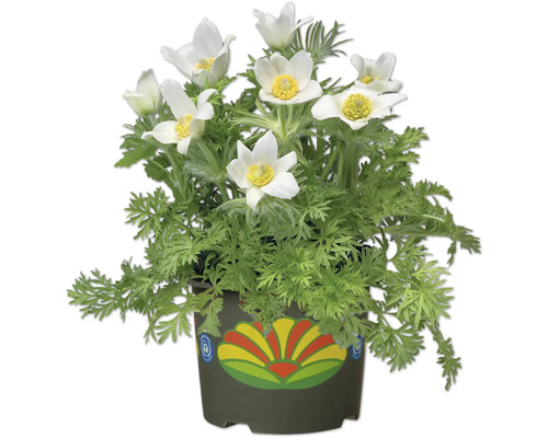 Ghiveci cu dediței cu flori albe și frunze verzi