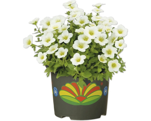 Gipsophila în ghiveci cu flori albe