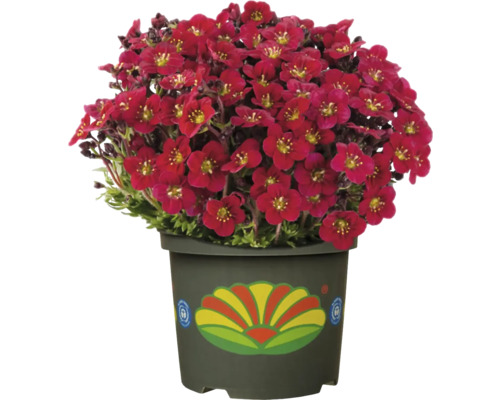 Saxifragă înflorită în ghiveci