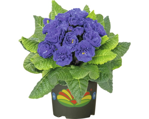 Primulă la ghiveci cu flori violet și frunze verzi într-un ghiveci