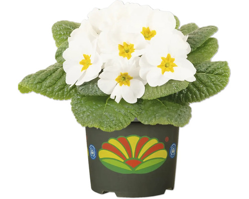 Primulă albă în ghiveci cu model decorativ