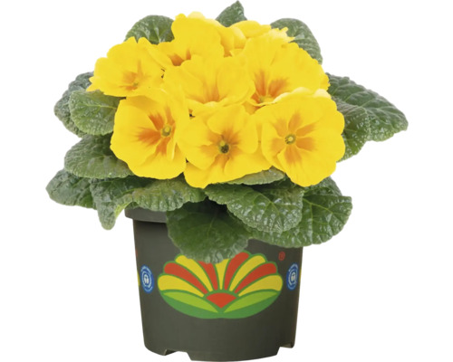 Primulă galbenă în ghiveci