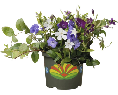 Vincă în ghiveci cu flori albastre, albe și violet