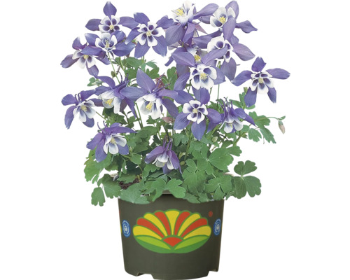 Floare de acvilegia în ghiveci