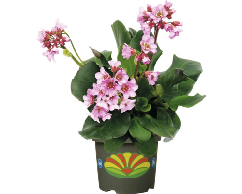 Splendoare înfloritoare în ghiveci: Bergenia cu flori roz și frunze verzi ca plantă de apartament