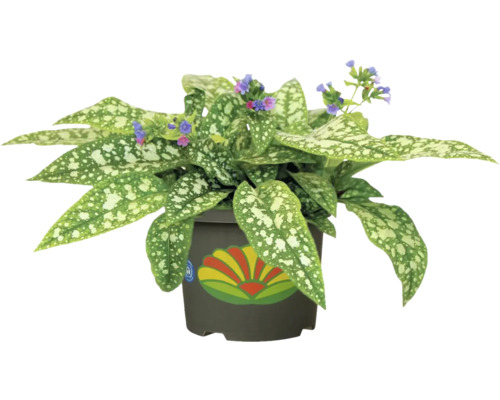 Plantă cu flori în ghiveci cu frunze pătate și flori mici