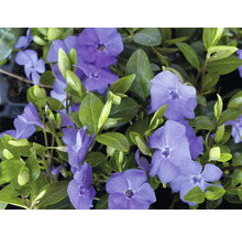Floare de pervință cu flori albastre și frunze verzi.