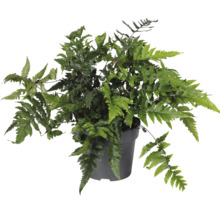 Ferigă verde șopârlă într-un ghiveci