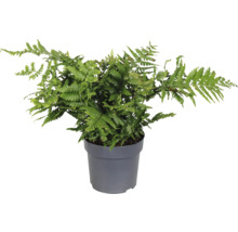 Ferigă verde de stejar în ghiveci pentru interior