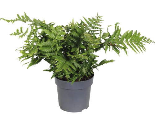 Ferigă verde de stejar în ghiveci pentru interior