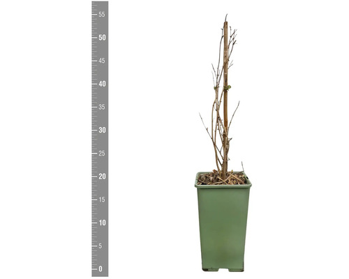 Plantă tânără în ghiveci cu stâlp de susținere