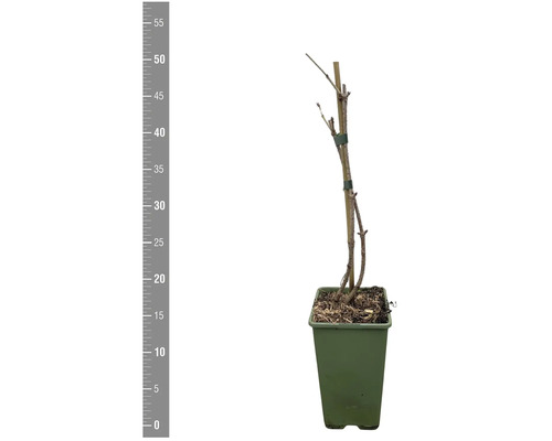 Plantă tânără în ghiveci, fixată pe un băț, indicație de înălțime în stânga
