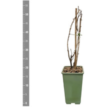 Plantă în ghiveci cu suport de lemn și scară de măsurare