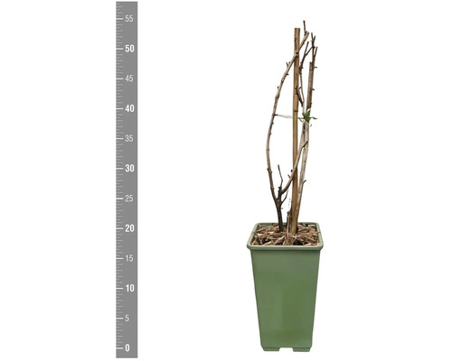 Plantă în ghiveci cu suport de lemn și scară de măsurare
