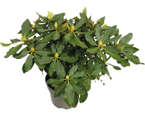 Rhododendron în ghiveci cu frunze verzi și boboci de flori