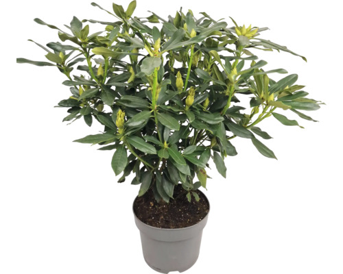 Rhododendron în ghiveci