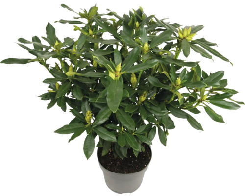 Rhododendron în ghiveci cu frunze verzi și boboci de flori