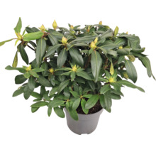 Rhododendron în ghiveci cu frunze verzi și boboci de flori