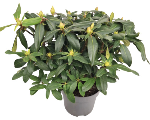 Rhododendron în ghiveci cu frunze verzi și boboci de flori