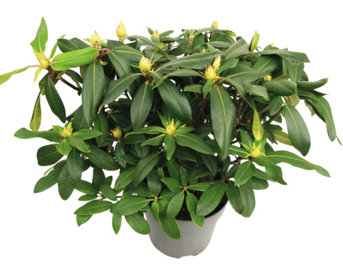 Rhododendron în ghiveci cu frunze verzi și muguri