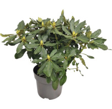 Rhododendron în ghiveci cu frunze verzi și boboci de flori