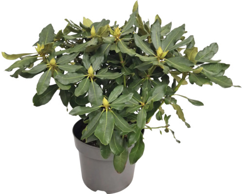 Rhododendron în ghiveci cu frunze verzi și boboci de flori
