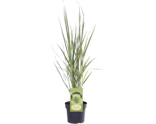 Iarbă FloraSelf Panicum virgatum 'Northwind' H 20-120 cm Co 3 L